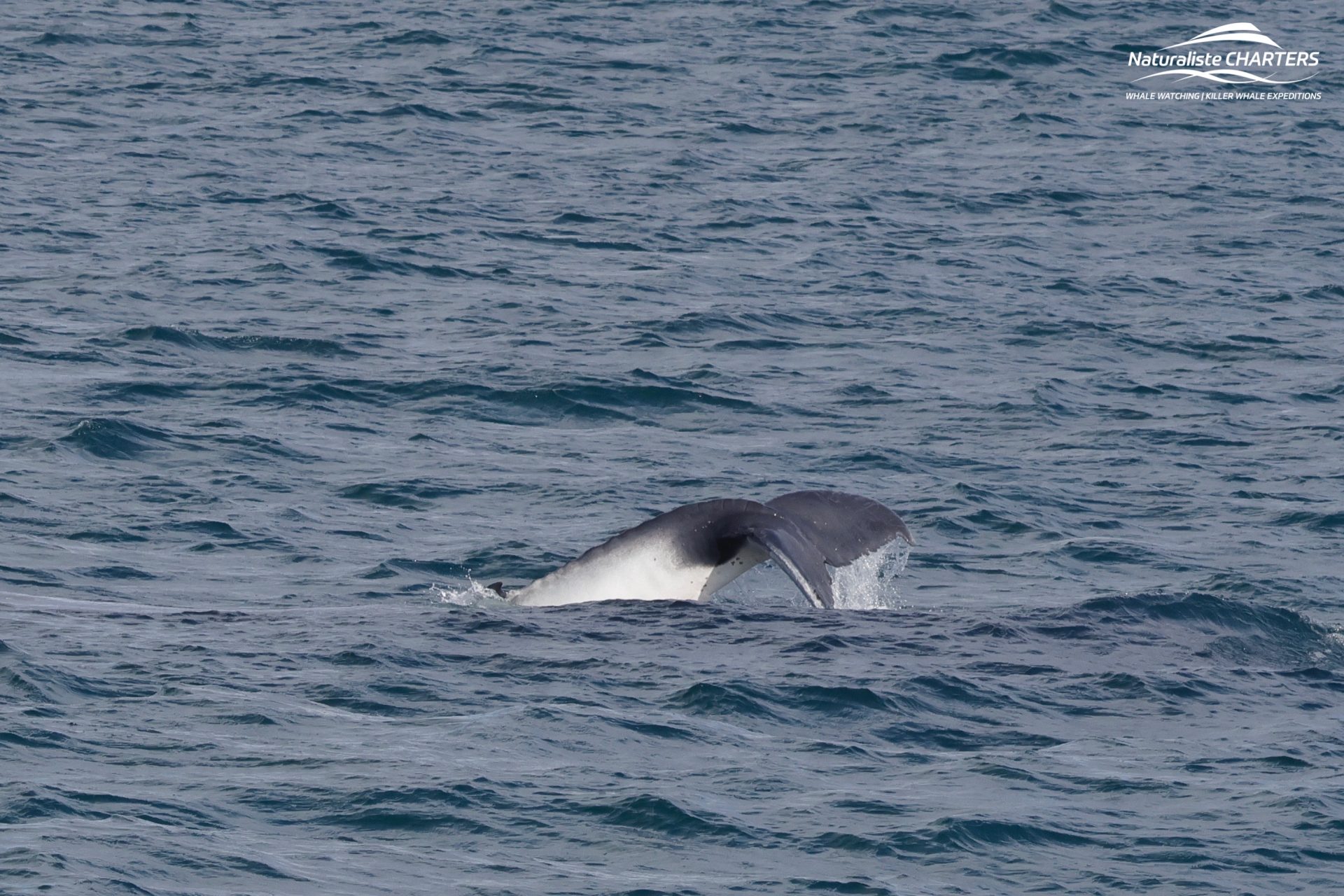 White Humpback Whale Calf